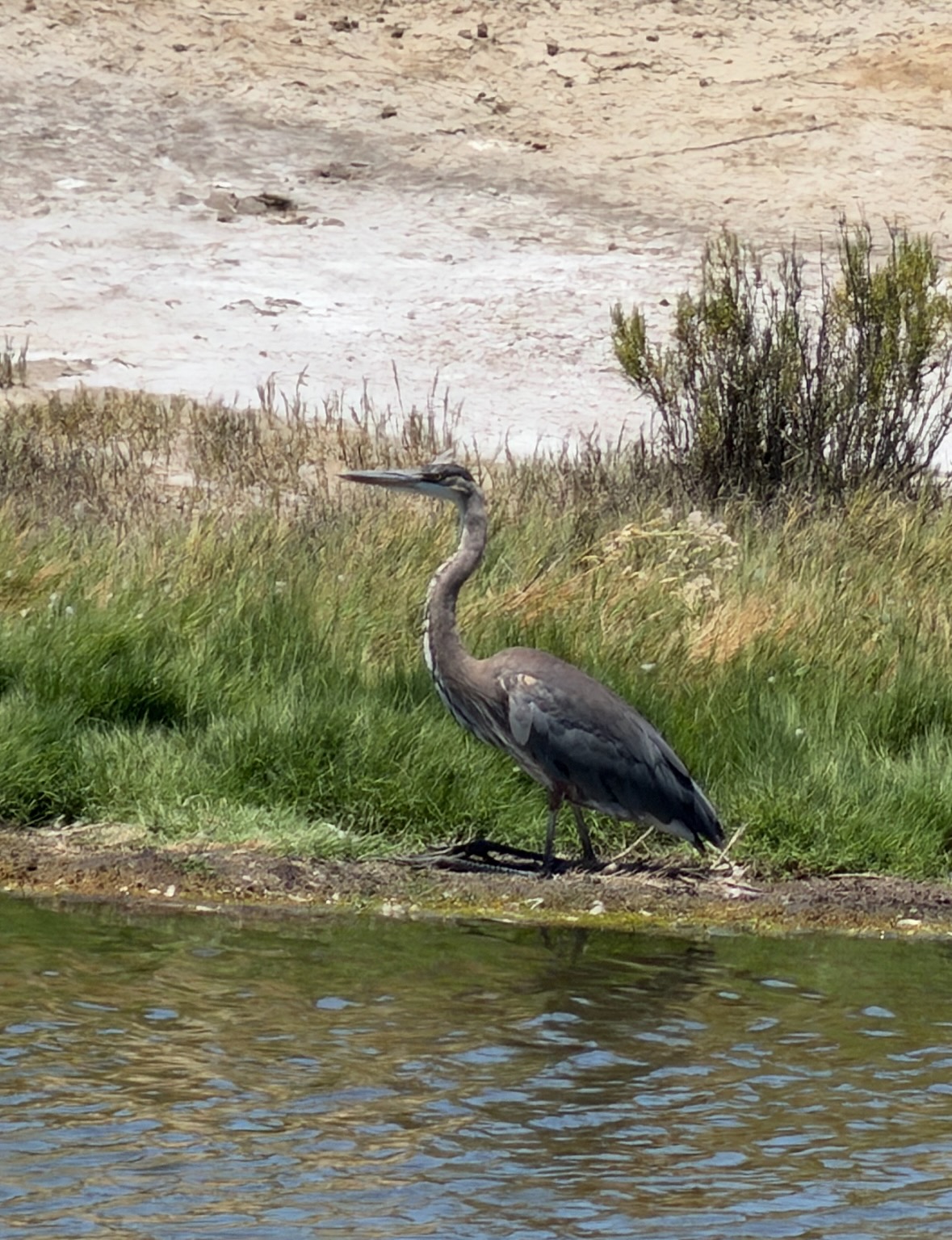 great blue heron