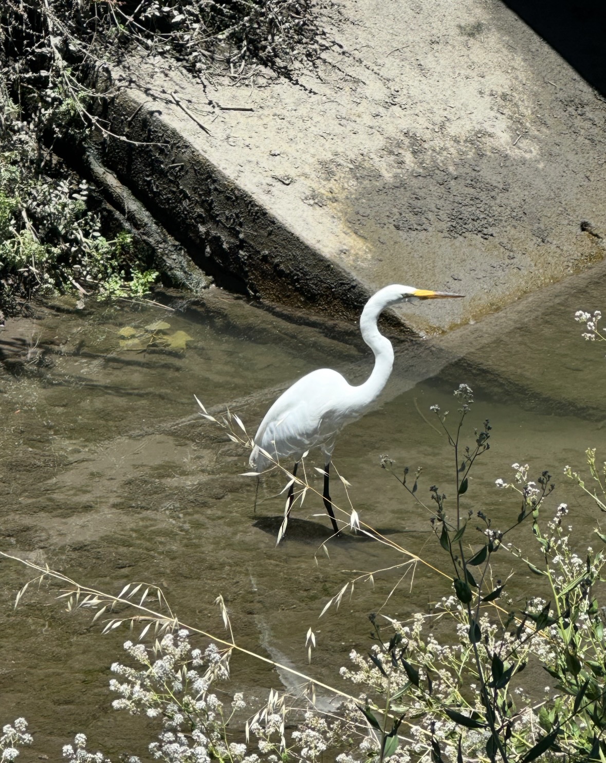 great egret