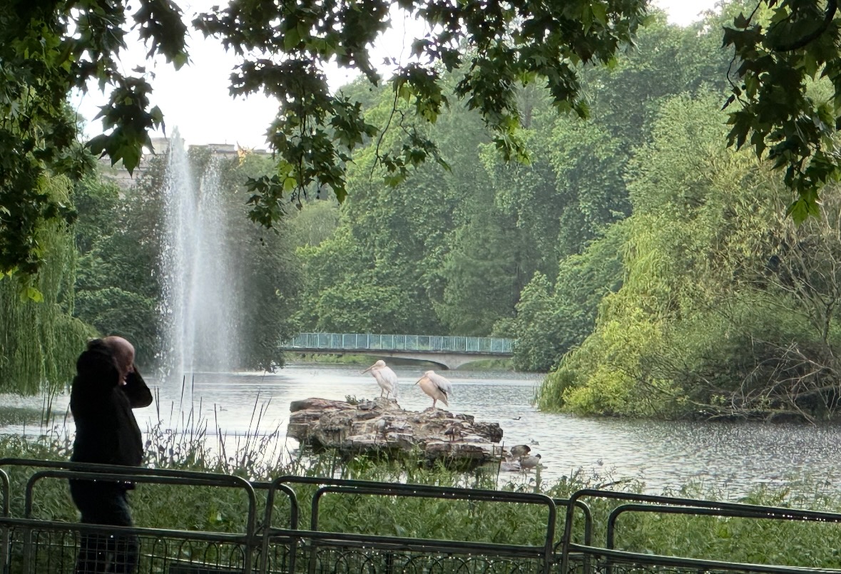 great white pelican