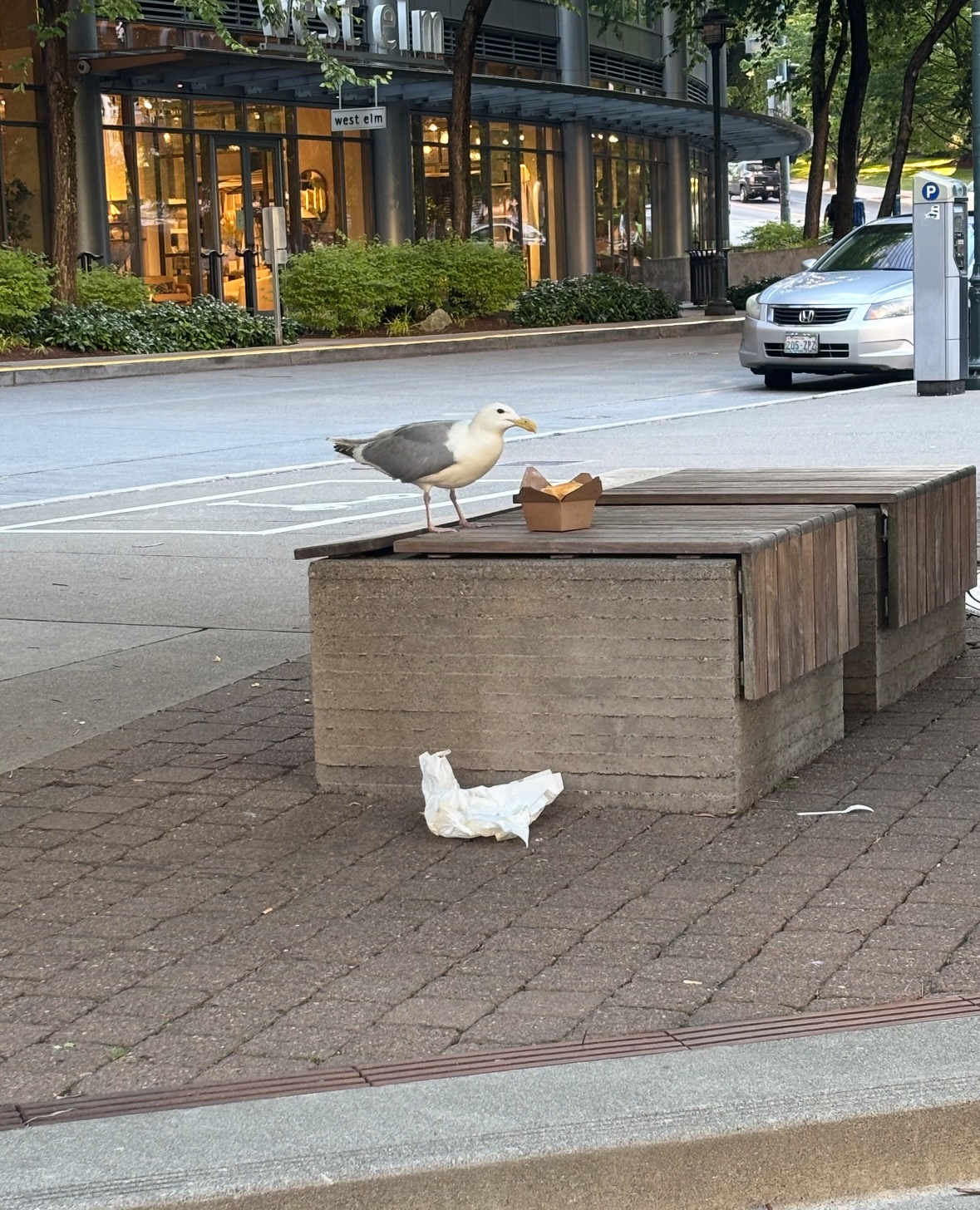 gull