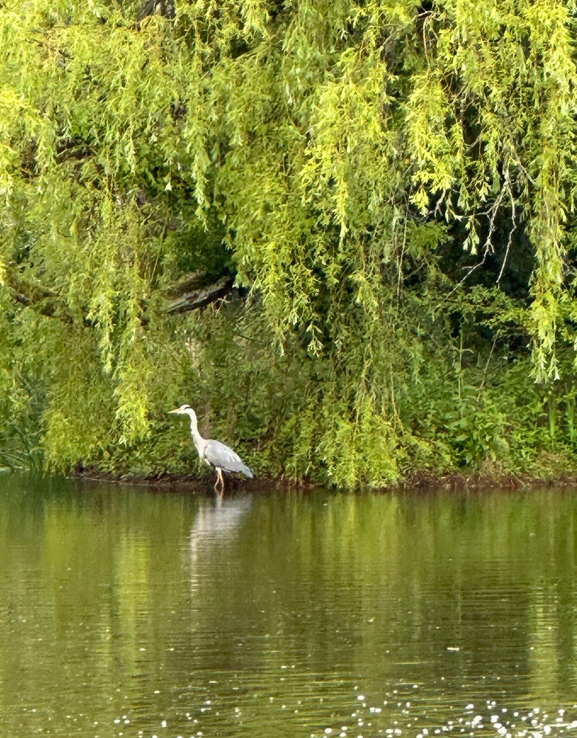 gray heron