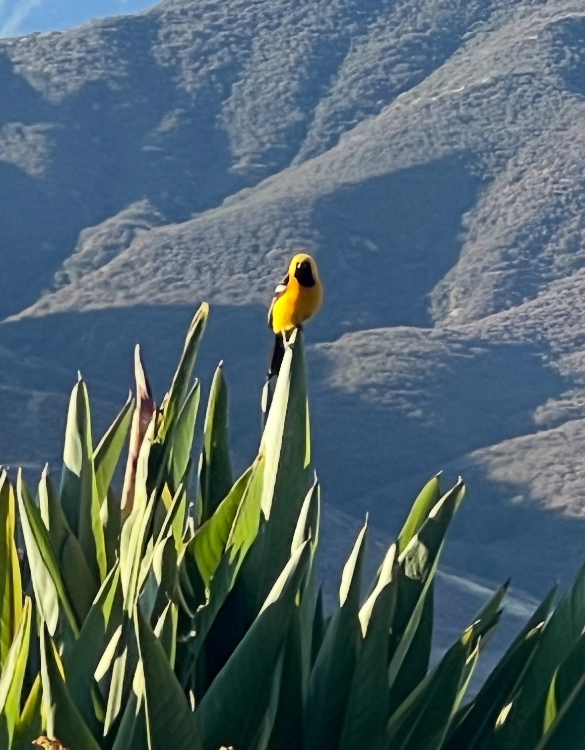 hooded oriole
