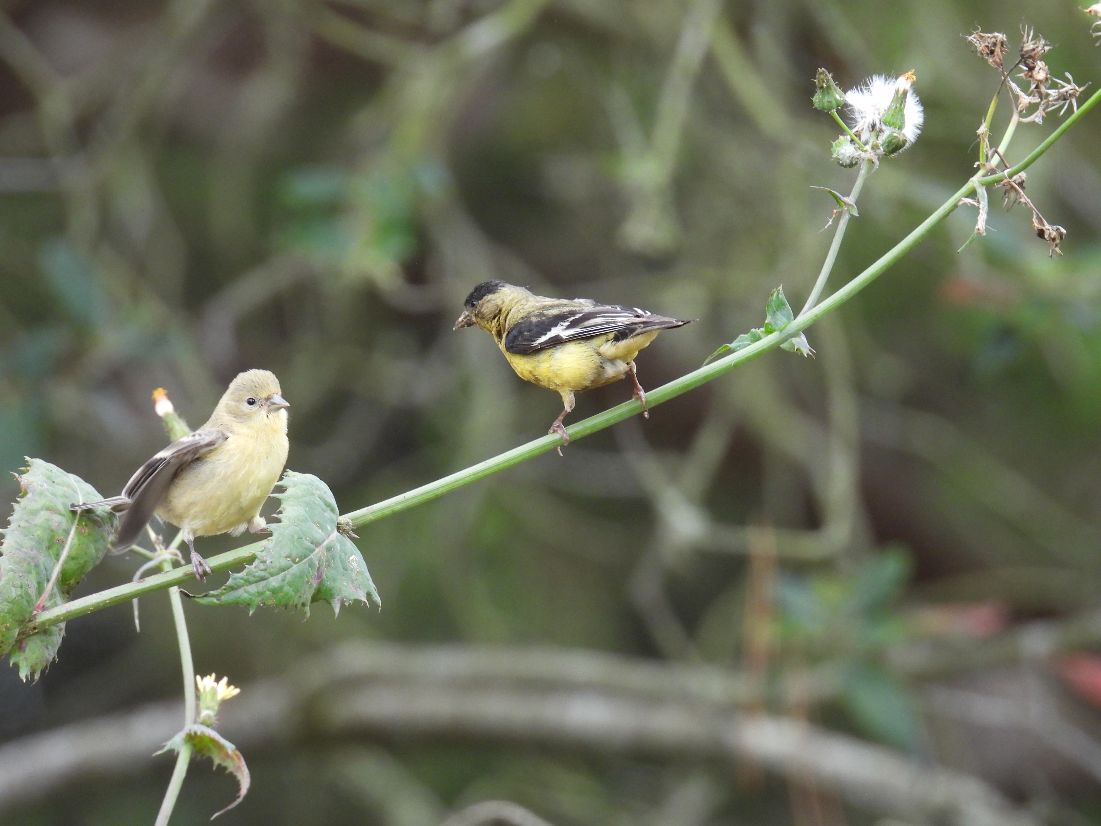 lesser goldfinch