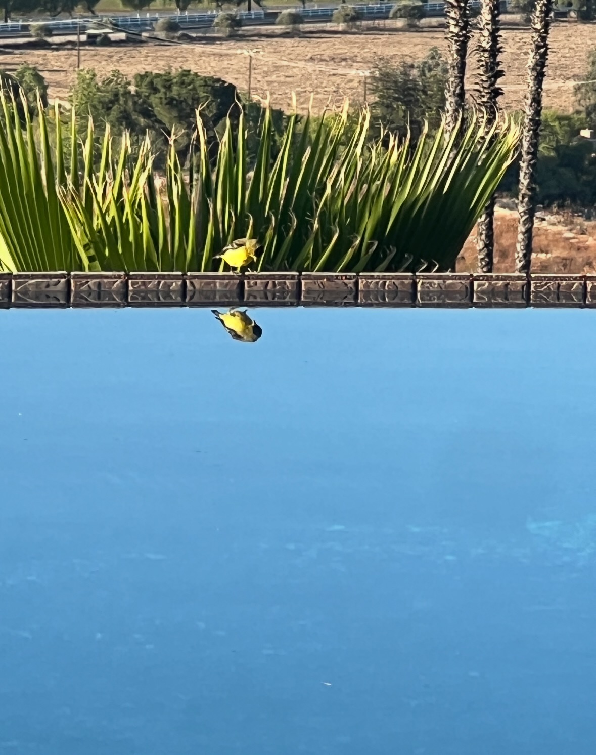 lesser goldfinch