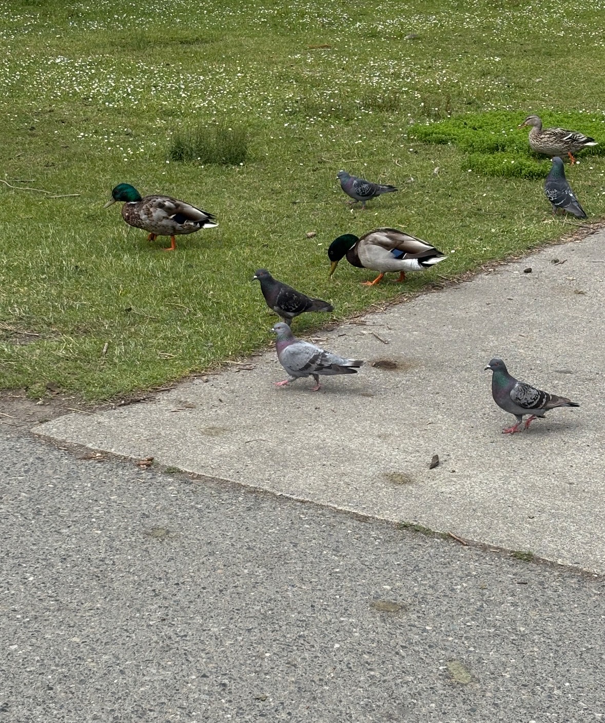 mallards and pigeons