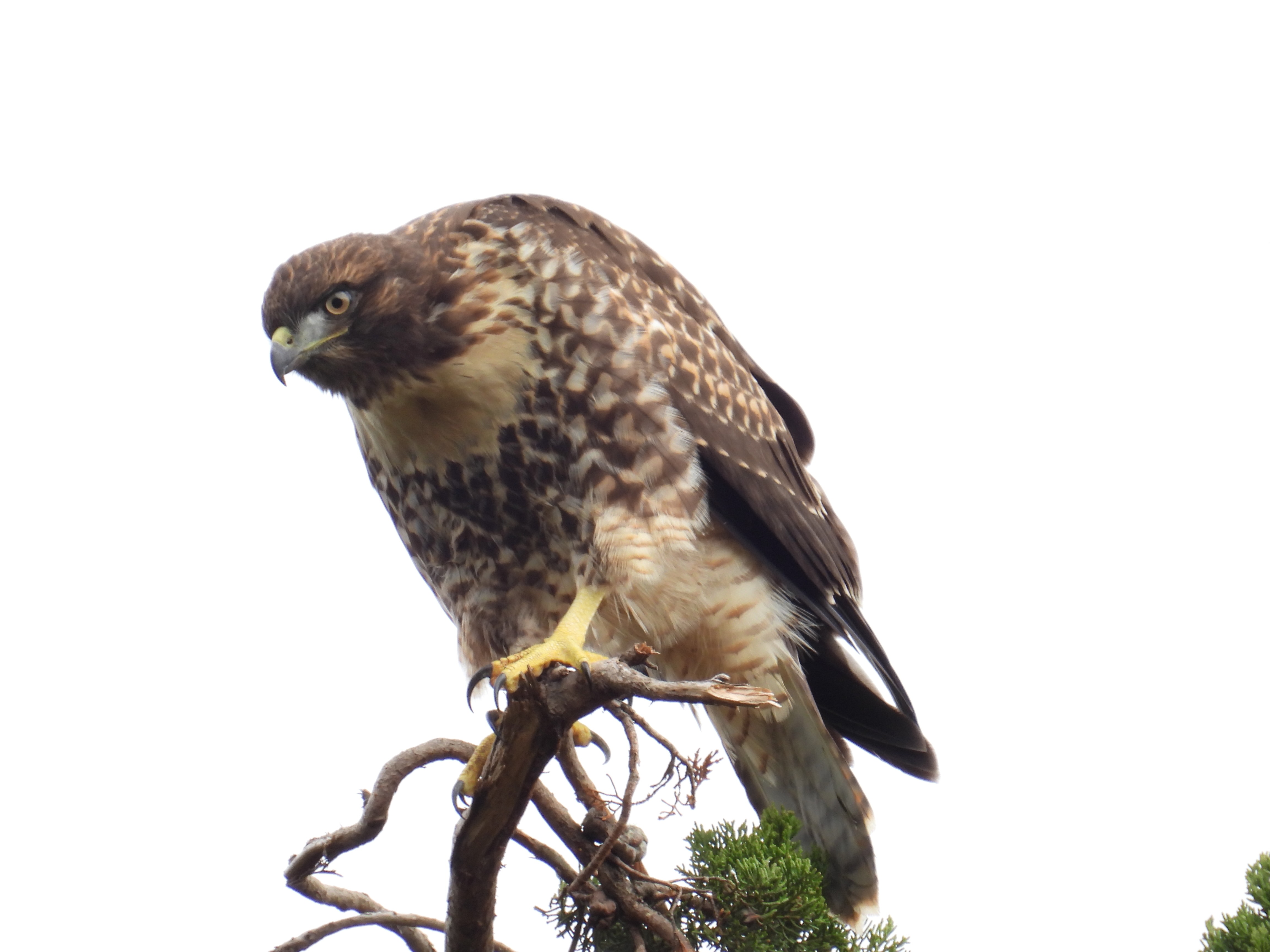 red-tailed hawk