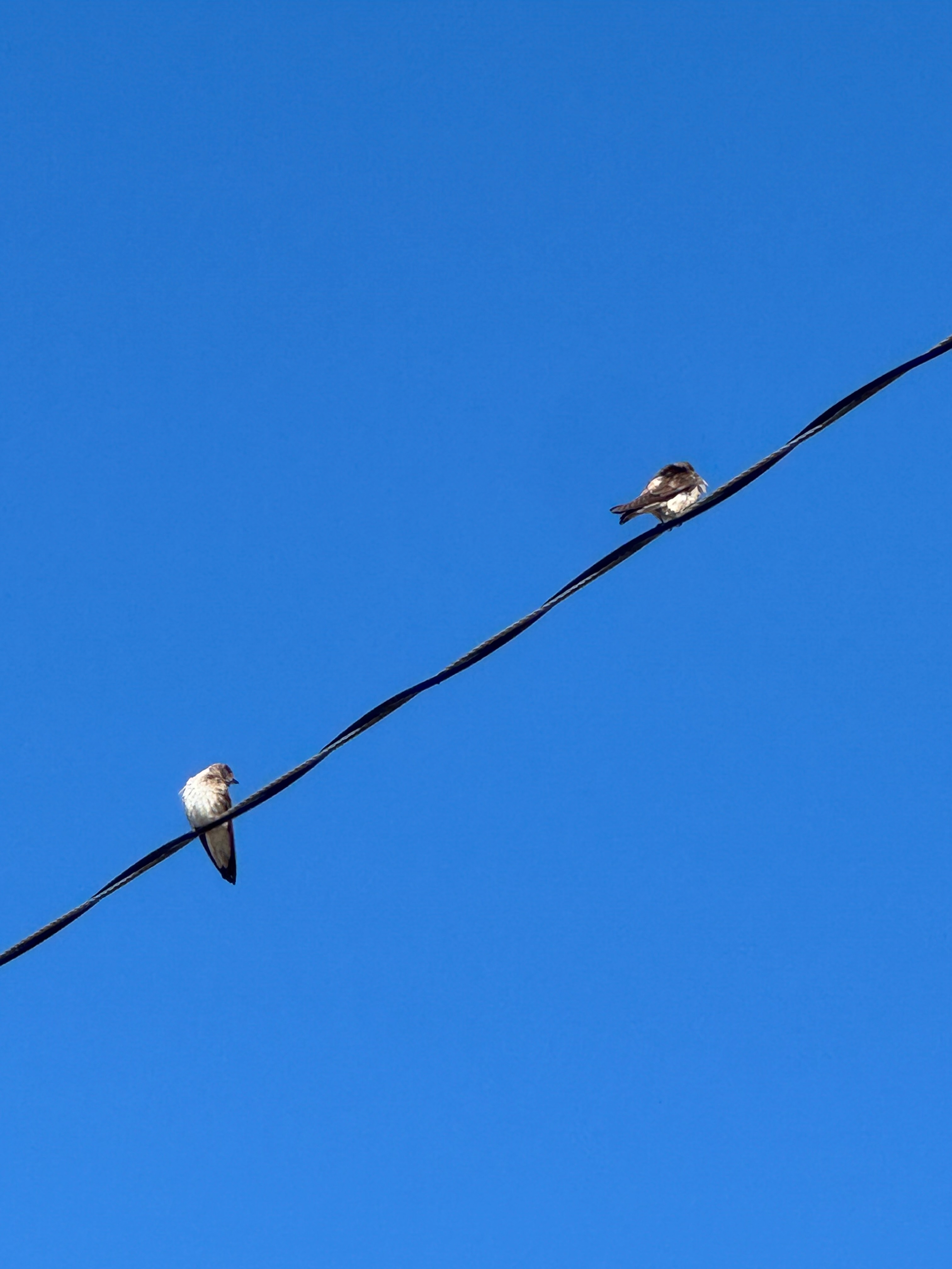 rough-winged swallows 