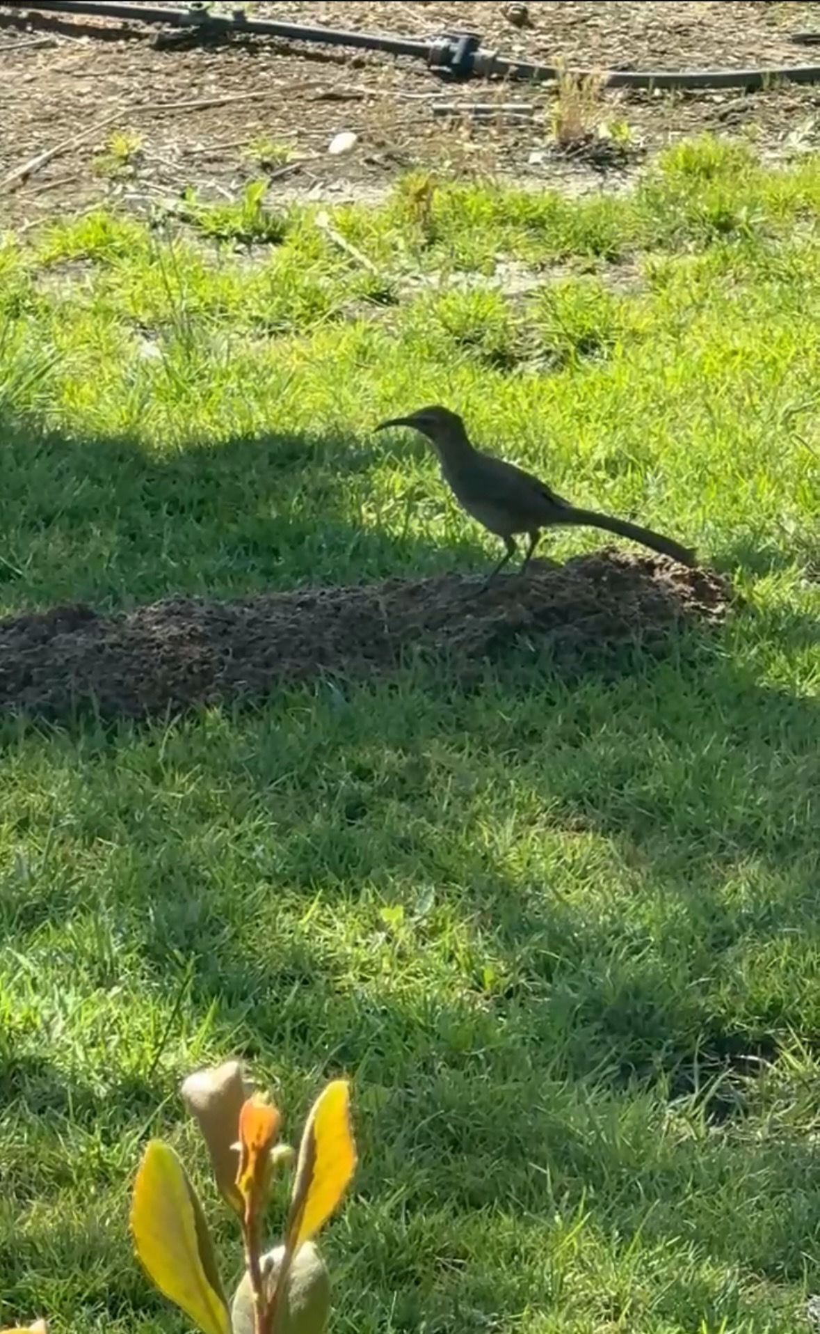 california thrasher