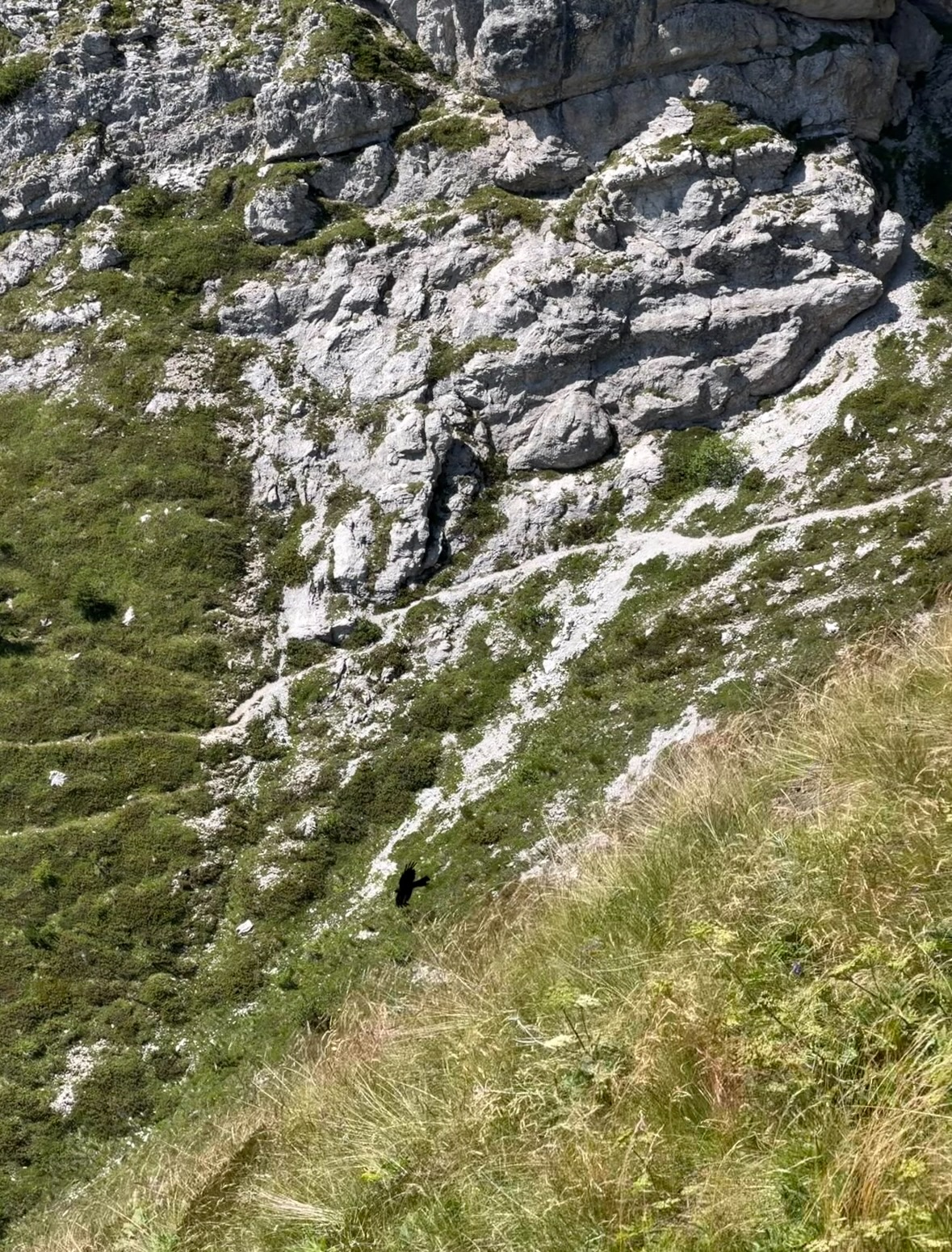 alpine chough