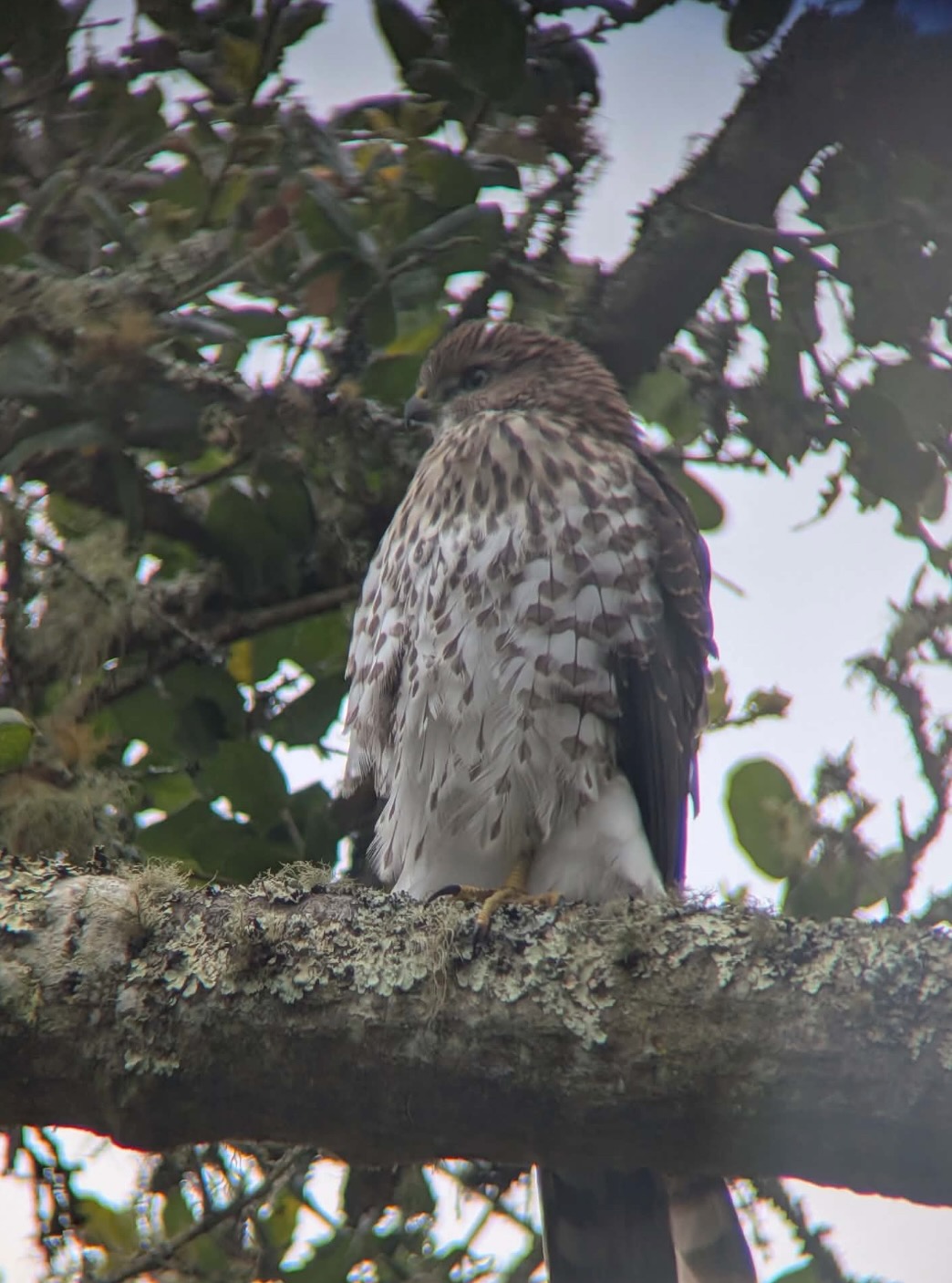 cooper's hawk