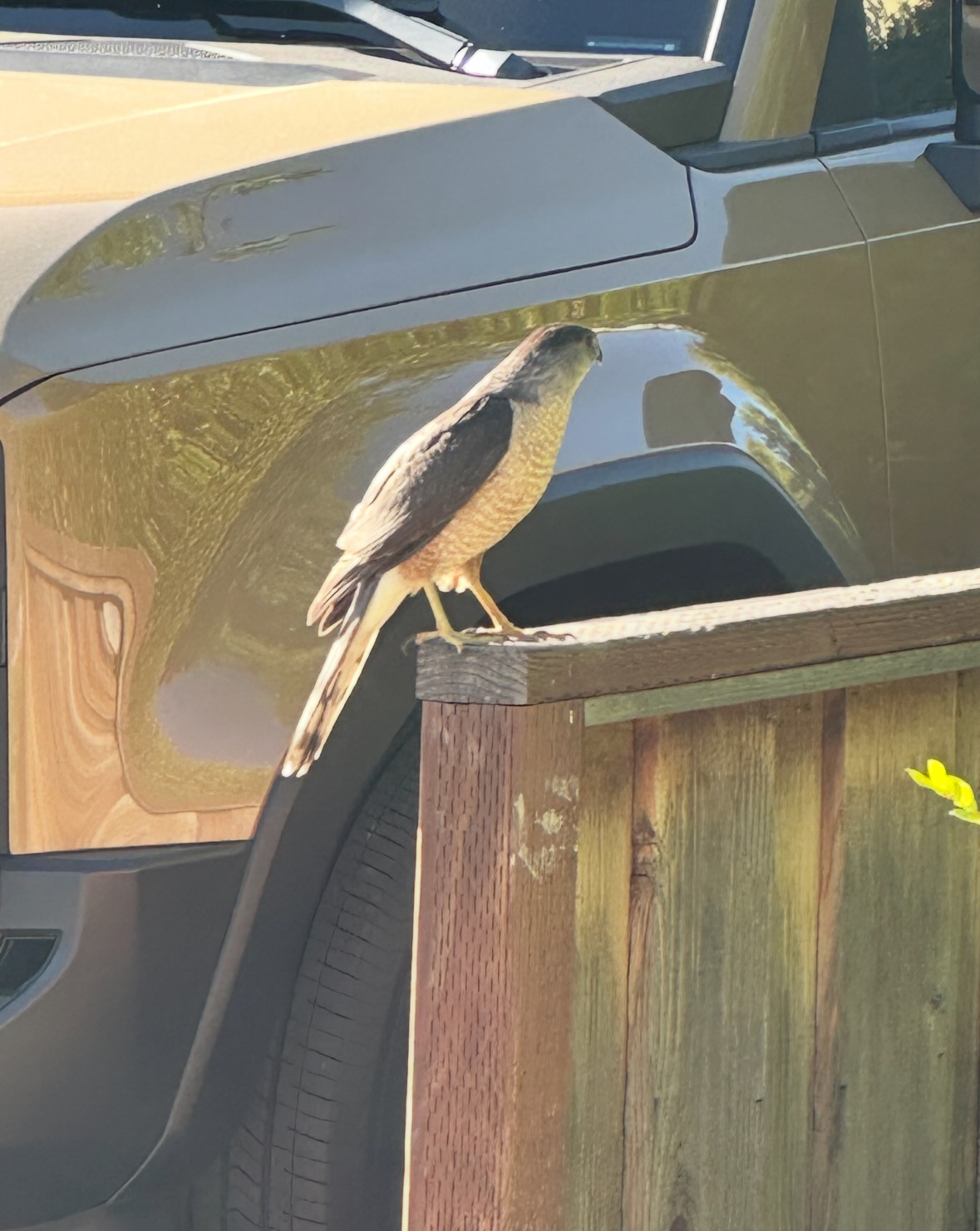 cooper's hawk