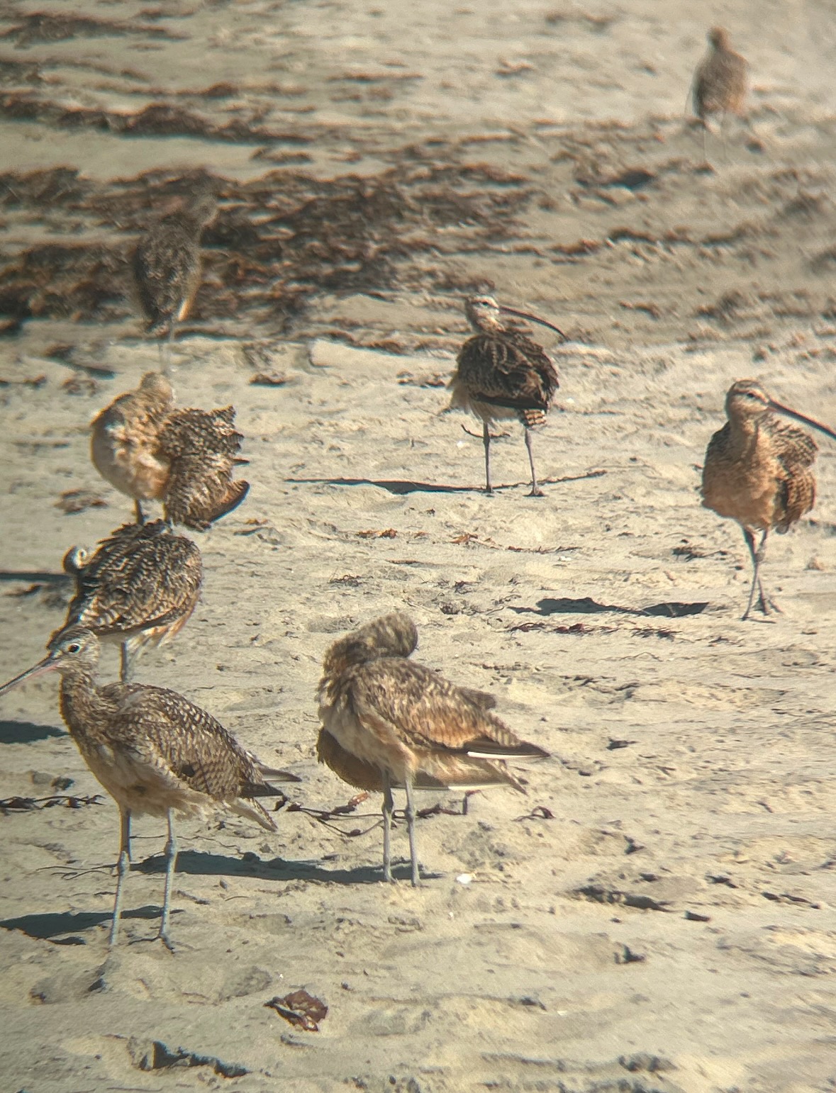 long-billed curlew