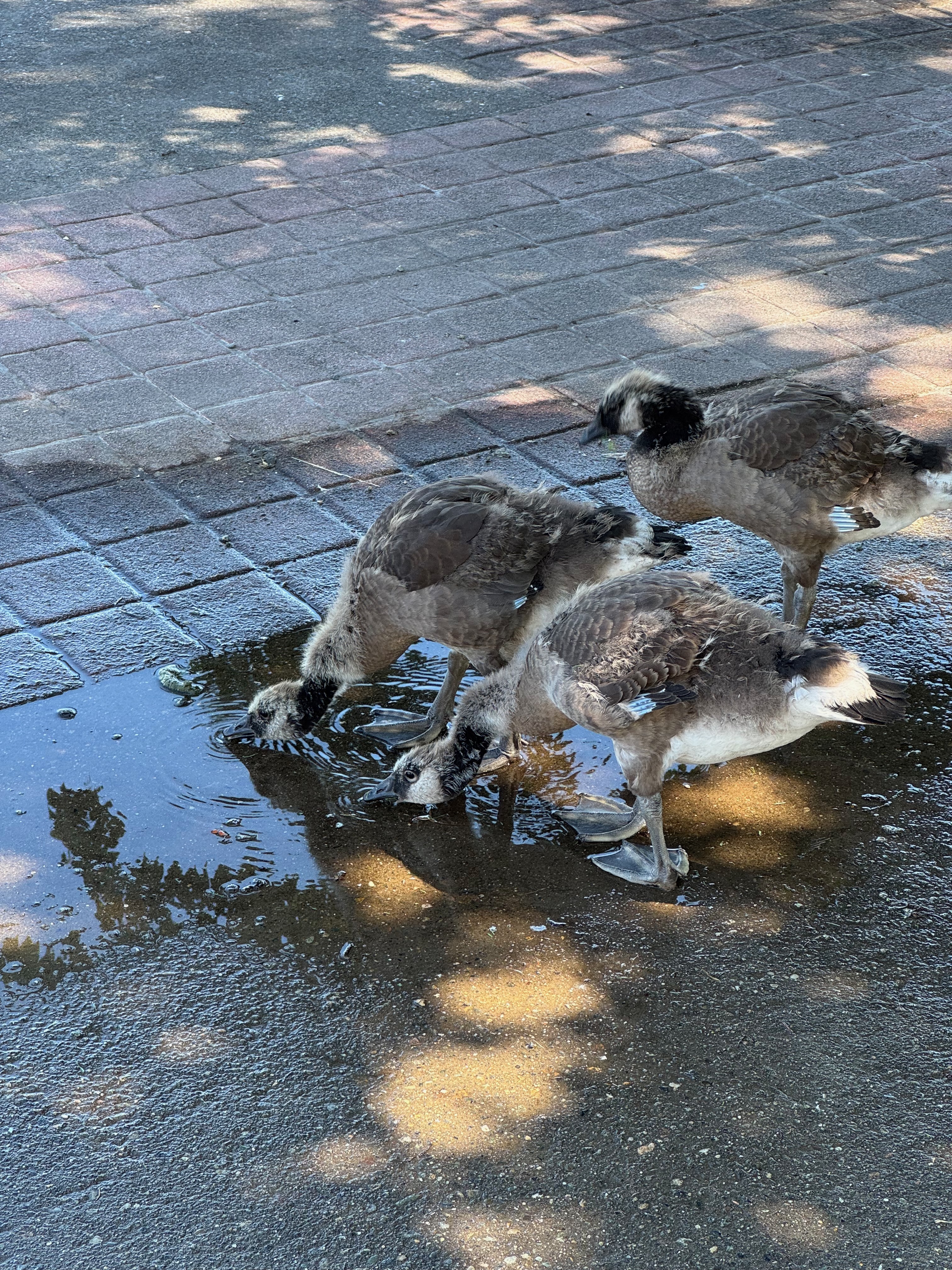 canada geese