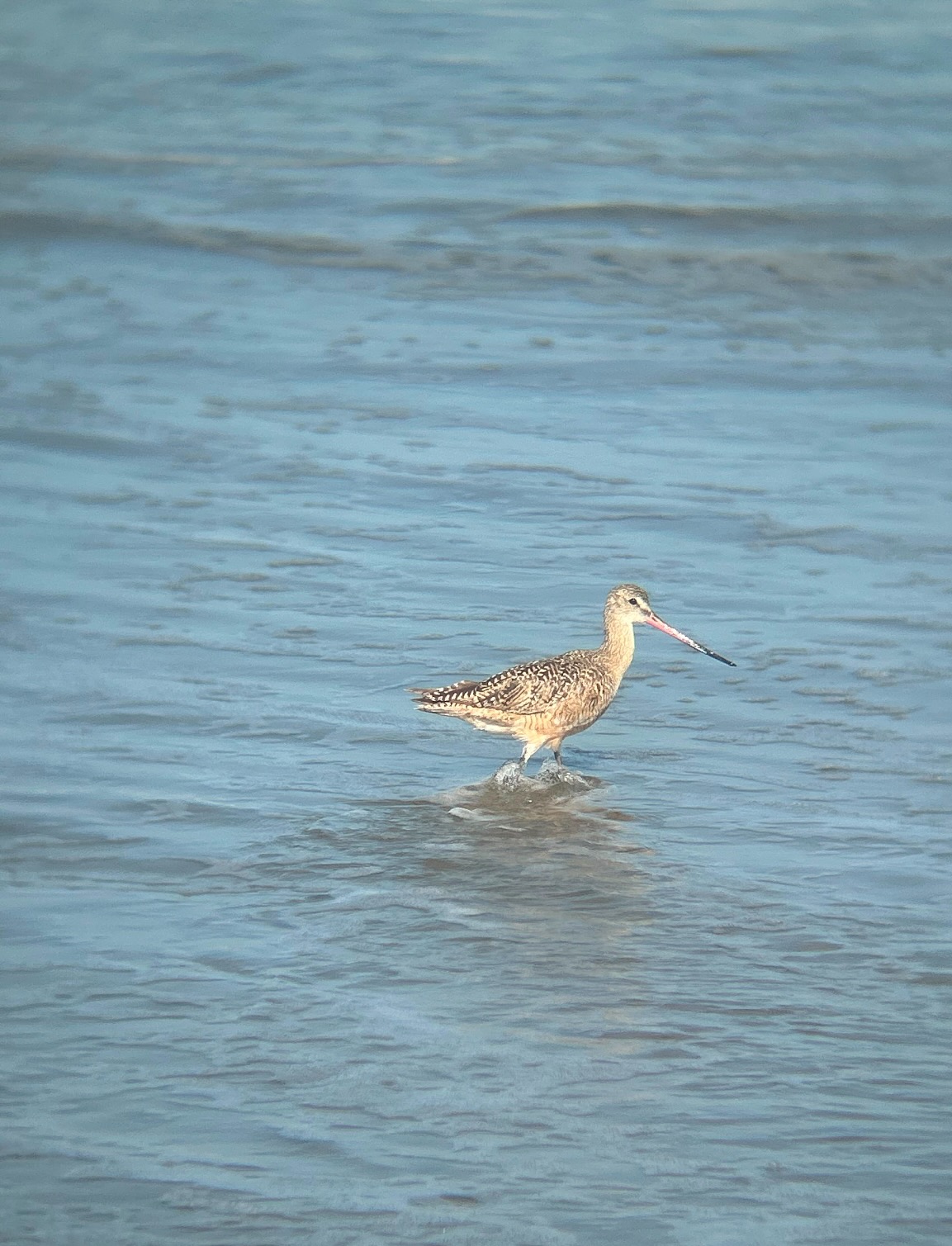 marbled godwit