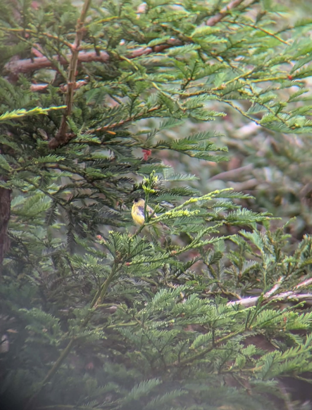 goldfinch