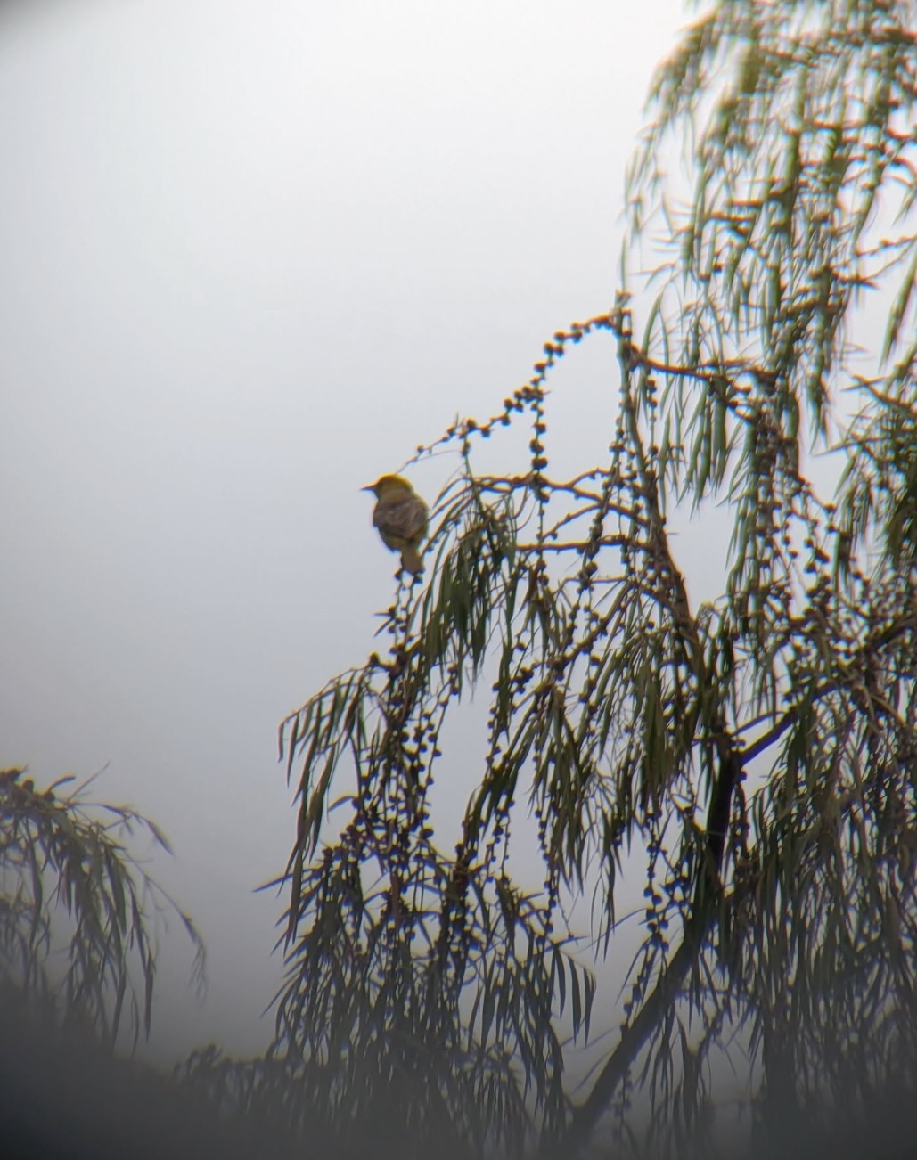 hooded oriole