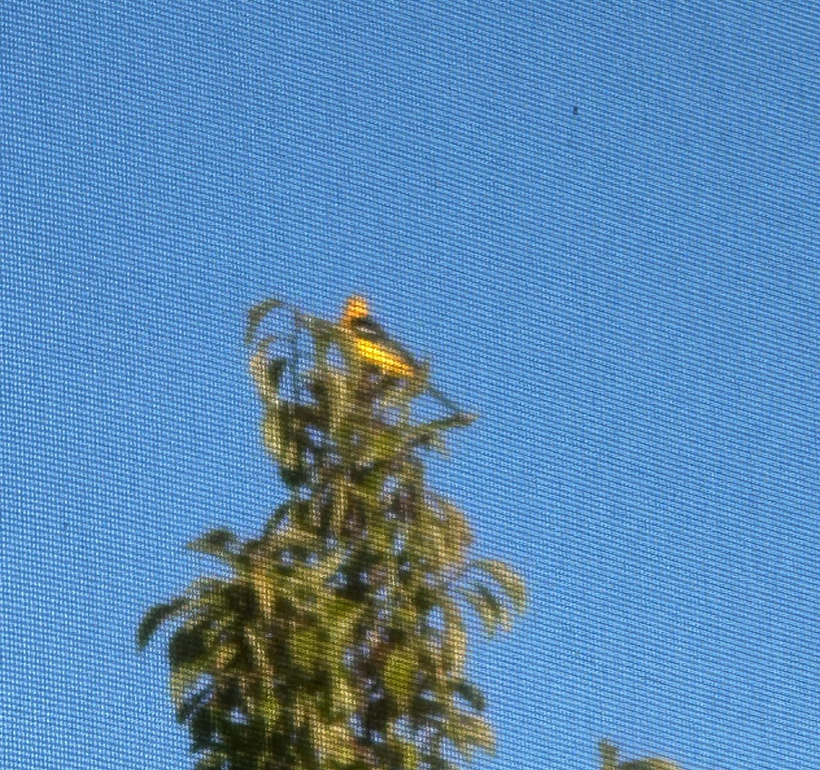 hooded oriole