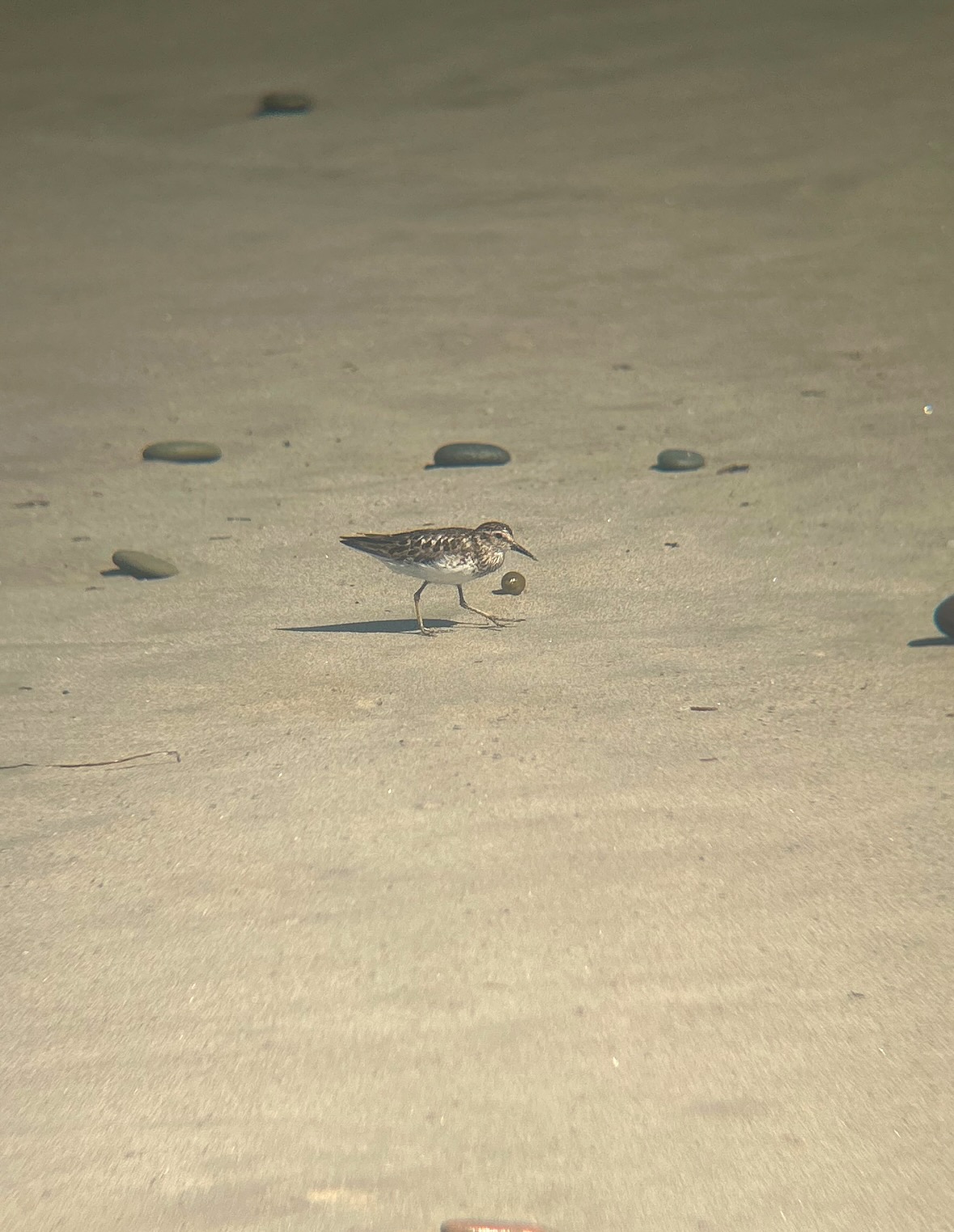 least sandpiper