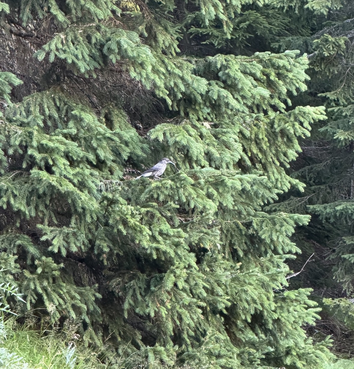 spotted nutcracker