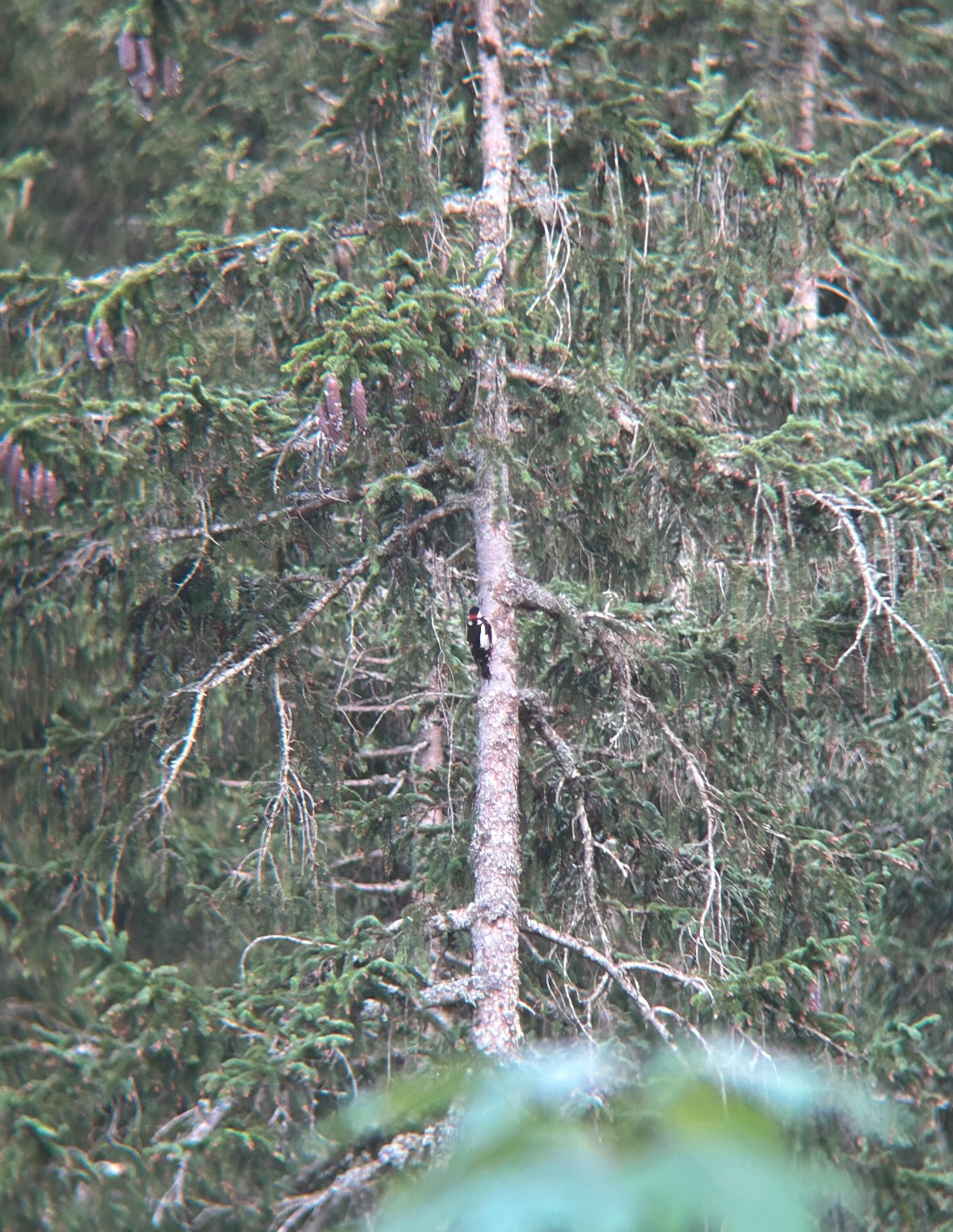 great spotted woodpecker