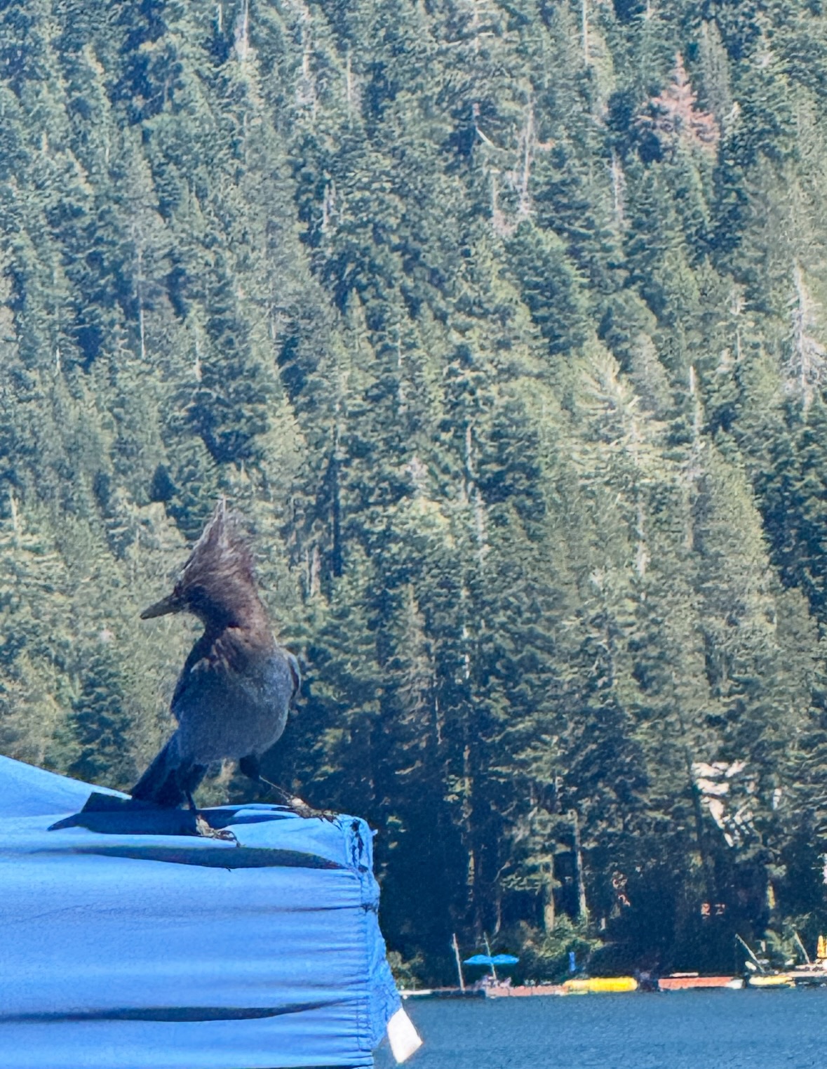 steller's jay