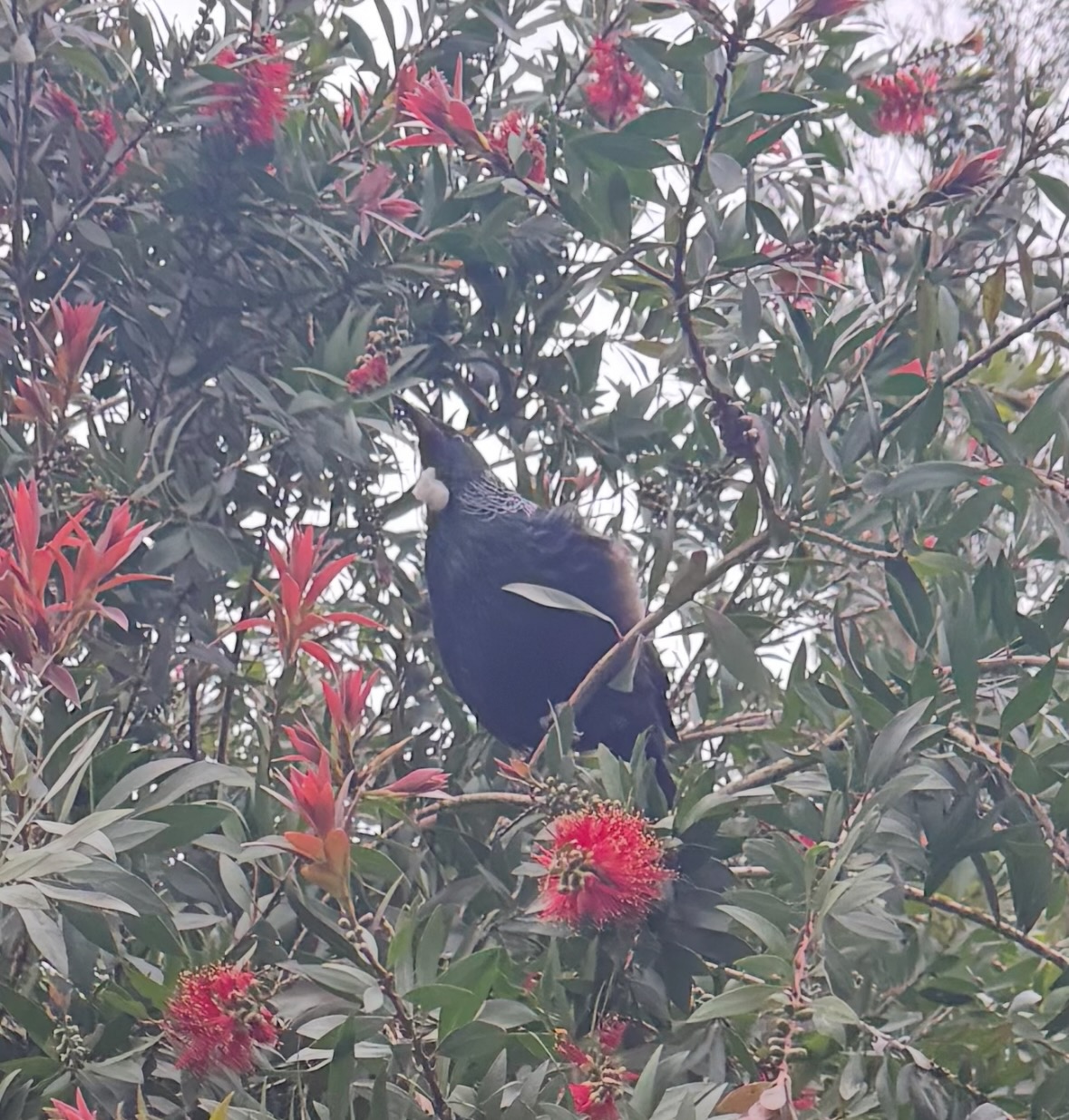 tui
