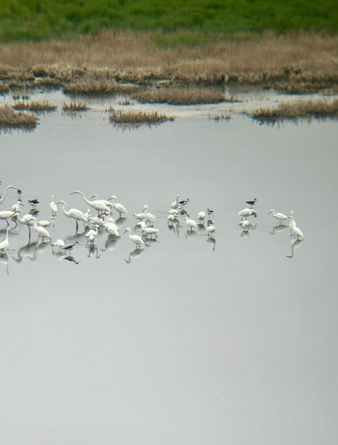 bunch of birds
