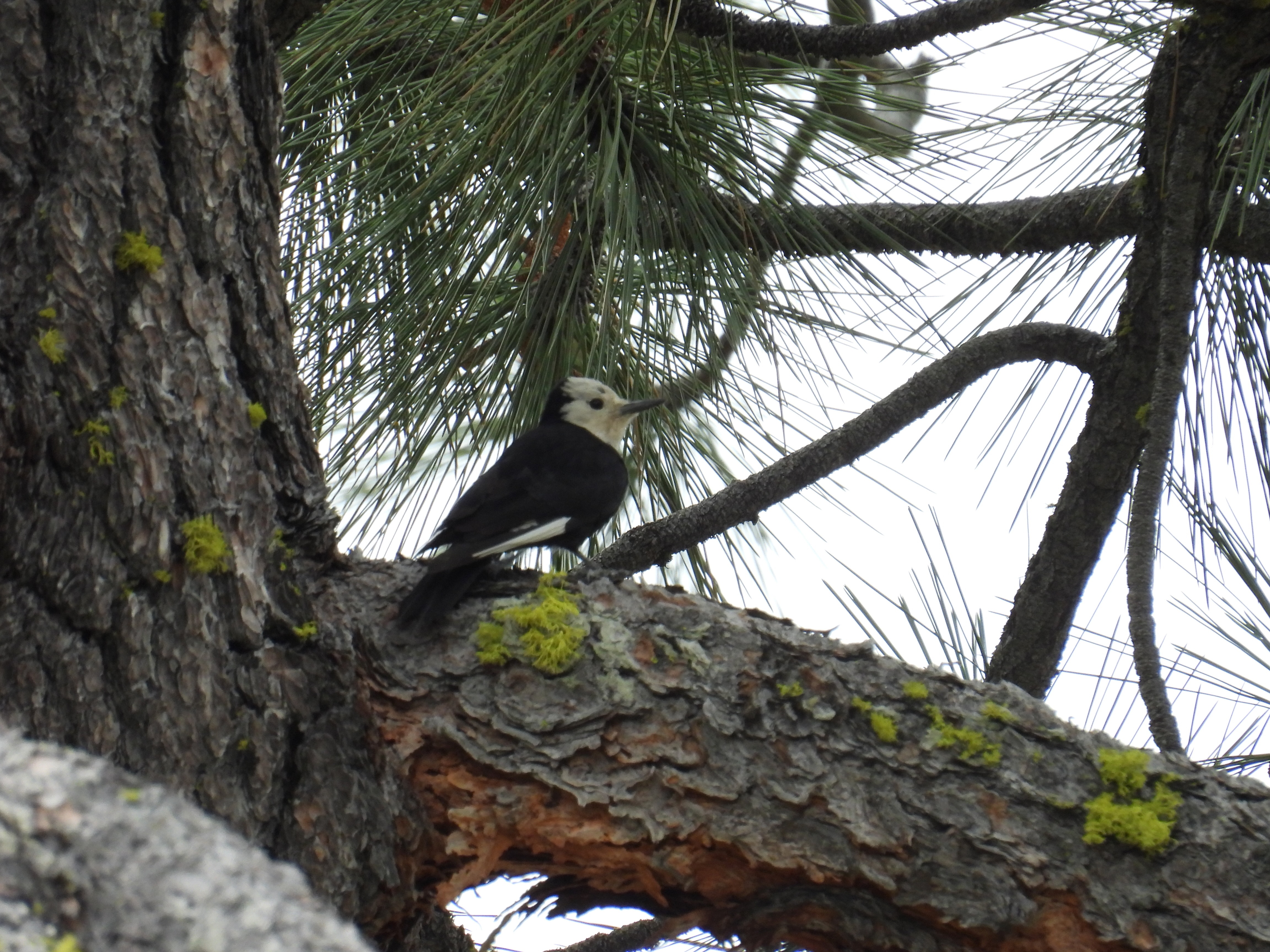 white-headed woodpecker