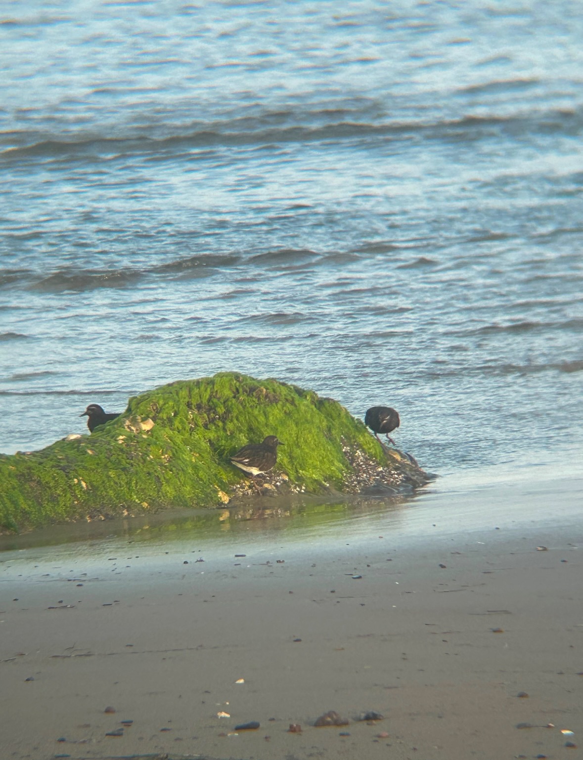 black turnstone