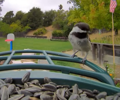 chestnut-backed chickadee