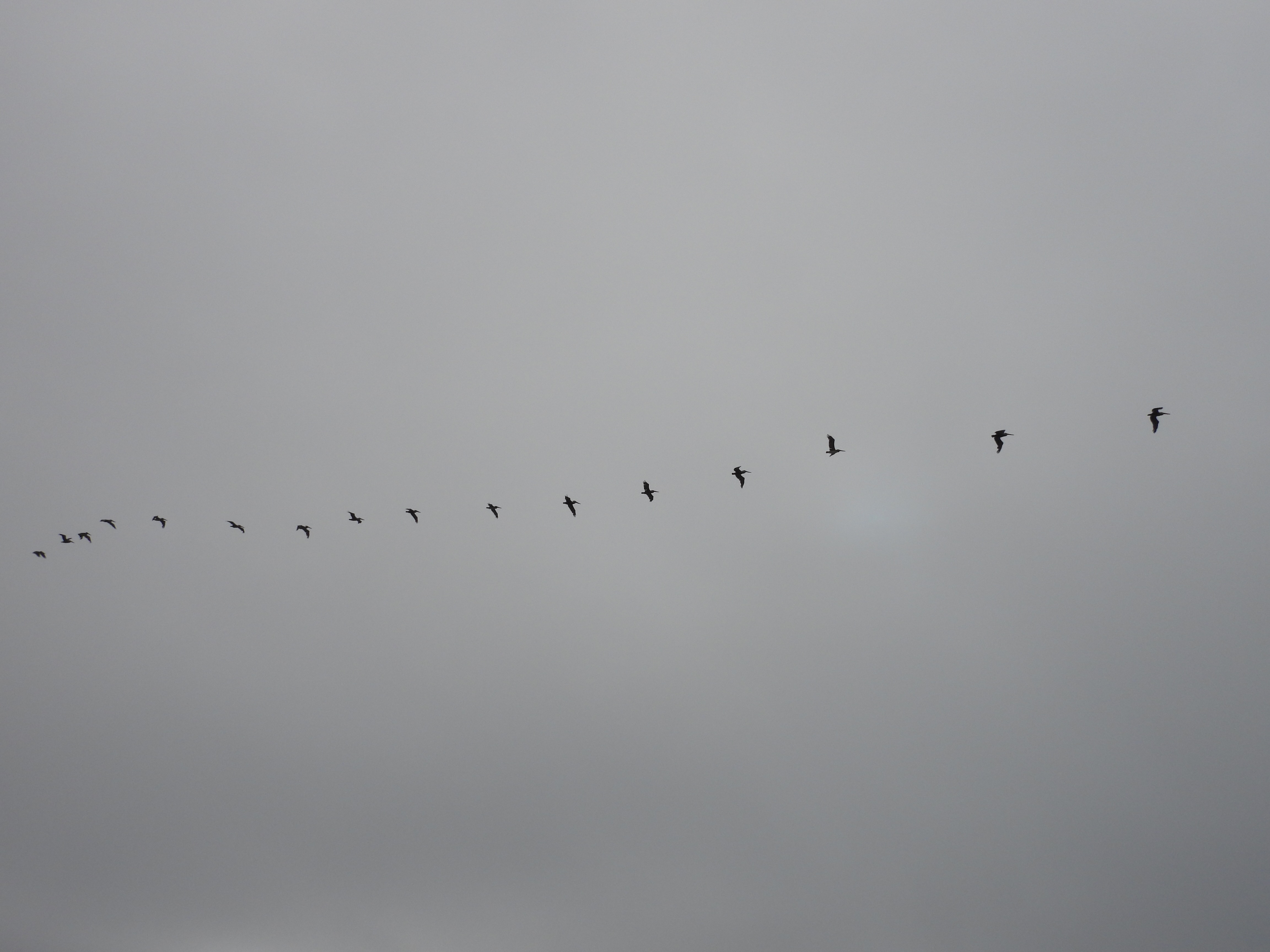 brown pelican