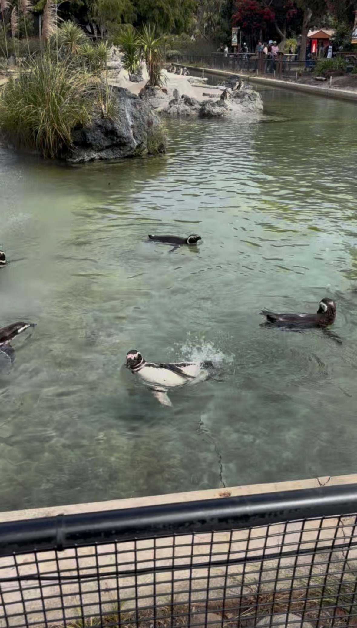 penguins