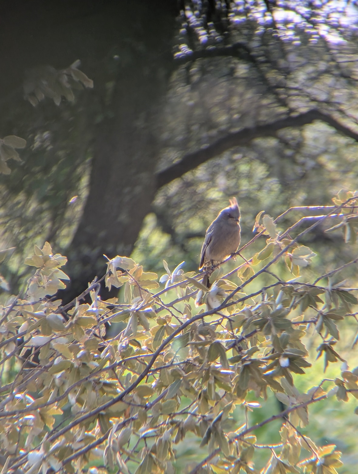 phainopepla