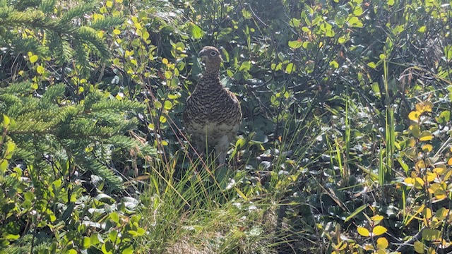 ptarmigan