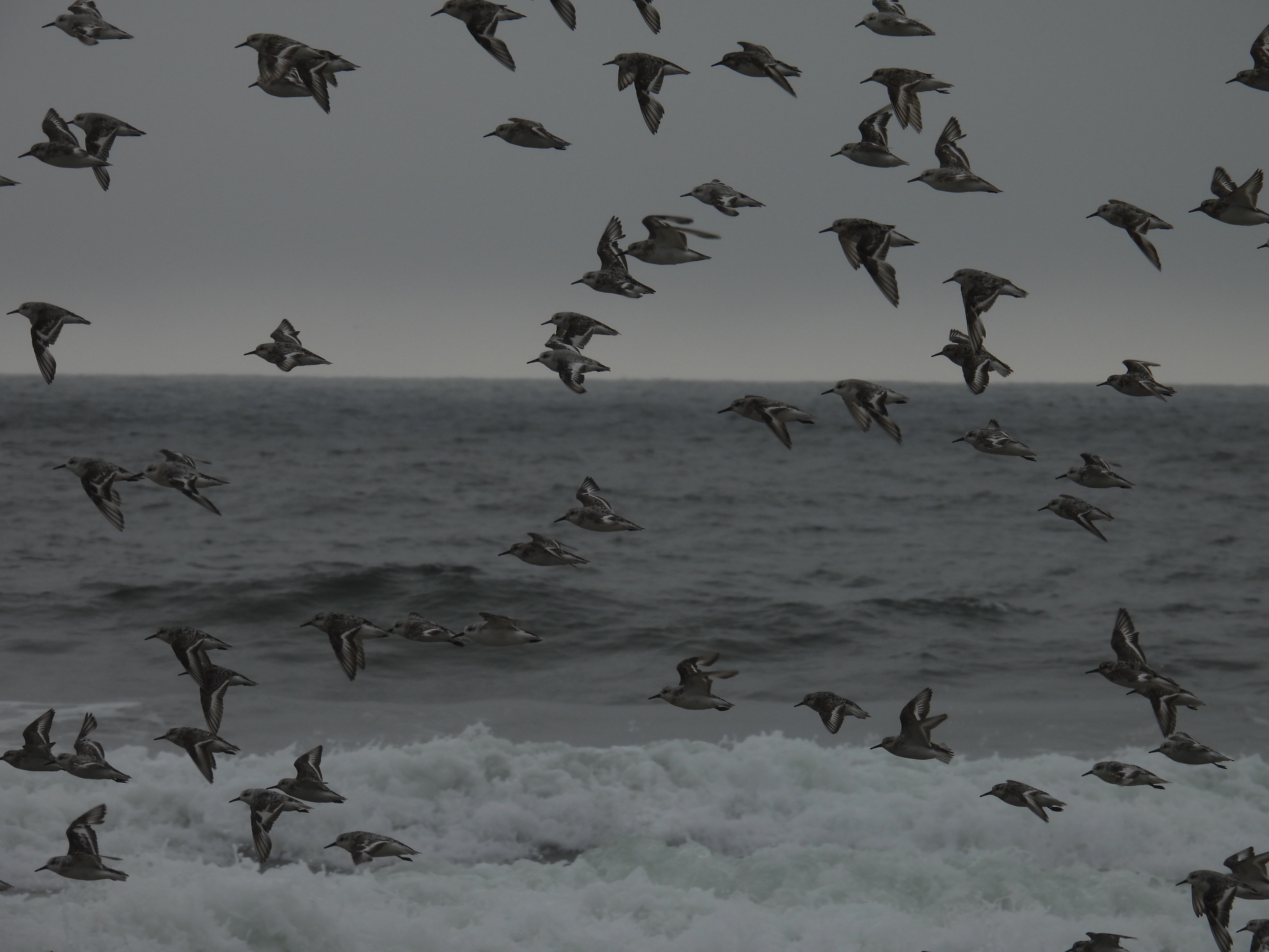sanderlings
